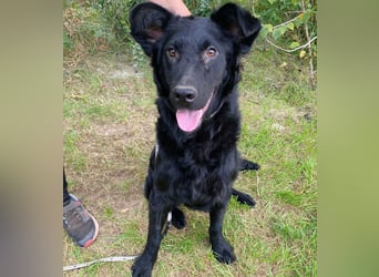 Ziza -Hübsche Hündin auf der Suche nach ihrem Glück