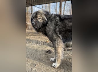 Naya - Süße Herdenschutzhündin sucht erfahrene Menschen