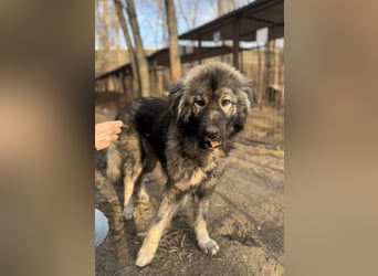 Naya - Süße Herdenschutzhündin sucht erfahrene Menschen