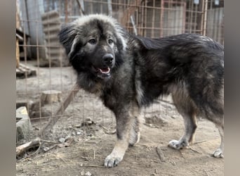 Naya - Süße Herdenschutzhündin sucht erfahrene Menschen