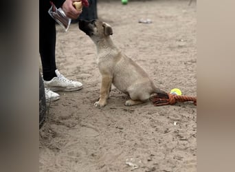 Nya - Verspielte Fellnase wünscht sich eigene Familie