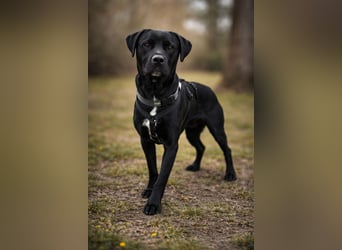Nox (Horac) - Sanfter Vierbeiner sucht liebevolles Zuhause
