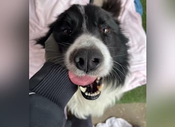 Thiago - Lieber Rüde möchte endlich ankommen!