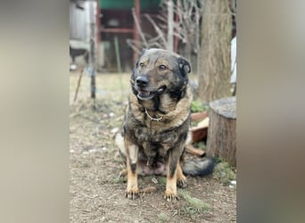 Szimka - Zweier-Hunde-WG auf der Suche nach ihrer Familie!