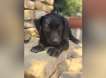 Jade - Fröhliche kleine Welpin sucht ihr Für-immer-Zuhause!