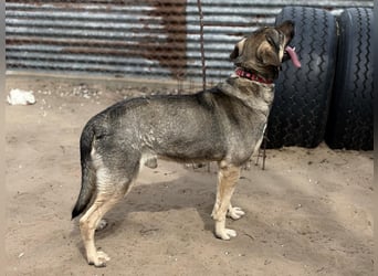 Simon (Strolch) Lebensfroher Herzenshund sucht seine zweite Chance