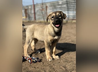 Nalani - Verspieltes Hundemädchen auf Familiensuche