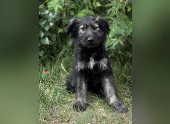 Moana Welpin sucht einfühlsame Menschen und Geborgenheit!