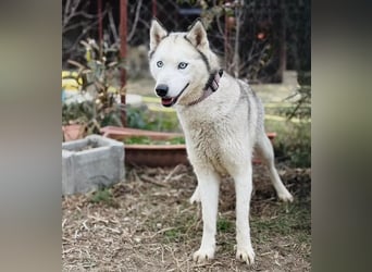 Zelinde - Agile Abenteurerin such unternehmungslustige Menschen