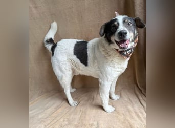 Kaspian - Sanfter Senior sucht liebevolles Zuhause zum Ankommen