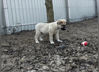 Nala - Ein kleiner Sonnenschein sucht Geborgenheit