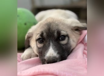 Nils - Herzenshund wartet auf sein Ticket ins Glück