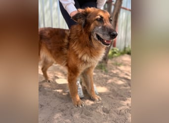 Gerad Sanfter Hundesenior sucht Partner für die besten Jahre
