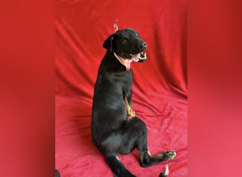 Kailo (Kumkvuat) - Fröhlicher Junghund sucht aktive Menschen!