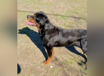 Baro - Sanfter Rottweilermix sucht sein Glück