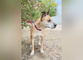 Godiva - Liebevolle Seniorin wartet auf ihr Happy-End