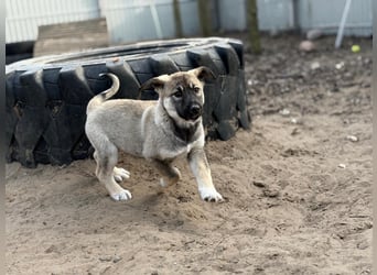 Nacho - Verspielter Welpenjunge möchte die Welt entdecken