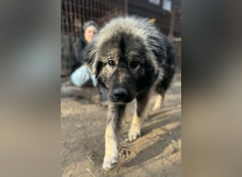 Naya - Süße Herdenschutzhündin sucht erfahrene Menschen