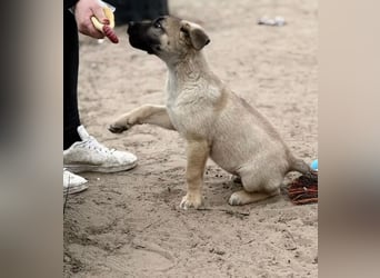 Nya - Verspielte Fellnase wünscht sich eigene Familie