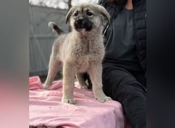 Nico - Kleiner Entdecker sucht sein Für-immer-Zuhause