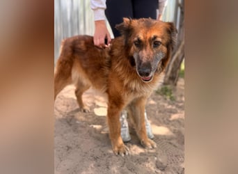 Gerad Sanfter Hundesenior sucht Partner für die besten Jahre