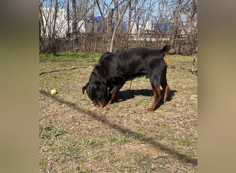 Baro - Sanfter Rottweilermix sucht sein Glück