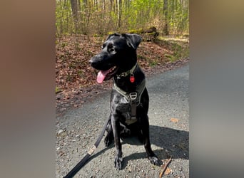 Ouzo - ausgeglichener Rüde sucht einfühlsames Zuhause