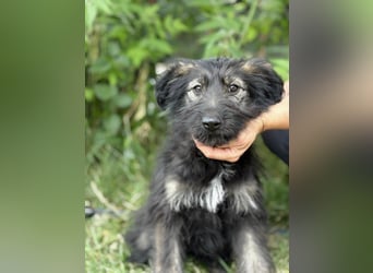 Moana Welpin sucht einfühlsame Menschen und Geborgenheit!