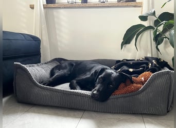 Ouzo - ausgeglichener Rüde sucht einfühlsames Zuhause