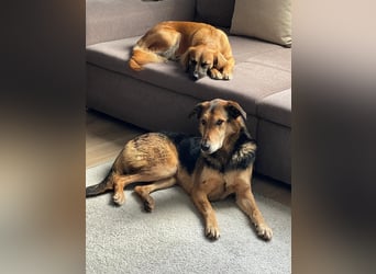 Keks - Freundlicher Rüde auf der Suche nach seiner Familie !