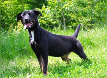 Kailo (Kumkvuat) - Fröhlicher Junghund sucht aktive Menschen!