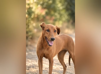 Trixie - Treue Hundeseele sucht ihre zweite Chance