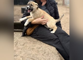 Neela - Kleine Neela sucht ihr großes Glück