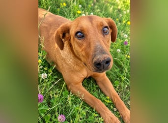 Trixie - Treue Hundeseele sucht ihre zweite Chance