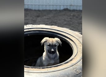 Nala - Ein kleiner Sonnenschein sucht Geborgenheit