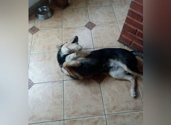 Keksz -Freundlicher Rüde auf der Suche nach seiner Familie!