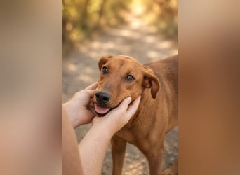 Trixie - Treue Hundeseele sucht ihre zweite Chance