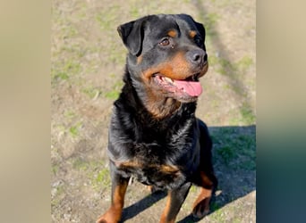 Baro - Sanfter Rottweilermix sucht sein Glück