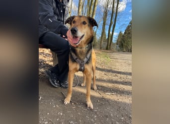 Keks - Freundlicher Rüde auf der Suche nach seiner Familie !