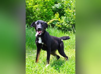 Kailo (Kumkvuat) - Fröhlicher Junghund sucht aktive Menschen!