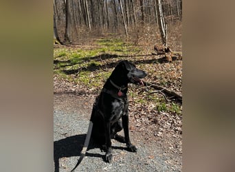 Ouzo - ausgeglichener Rüde sucht einfühlsames Zuhause