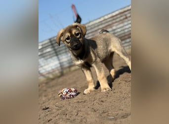 Nalani - Verspieltes Hundemädchen auf Familiensuche