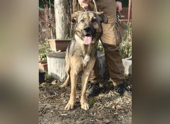 Kara - wunderschöne Schäfermix Hündin sucht eine Familie *in Ulm*