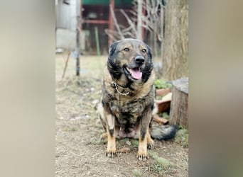 Szimka - Zweier-Hunde-WG auf der Suche nach ihrer Familie!