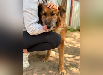 Gerad Sanfter Hundesenior sucht Partner für die besten Jahre