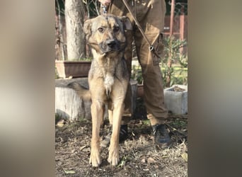 Kara - wunderschöne Schäfermix Hündin sucht eine Familie *in Ulm*