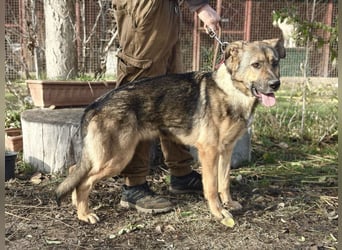 Kara - wunderschöne Schäfermix Hündin sucht eine Familie *in Ulm*