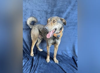 Camping - Sportlicher, verschmuster Begleiter sucht aktives Zuhause