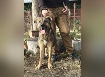 Kara - wunderschöne Schäfermix Hündin sucht eine Familie *in Ulm*