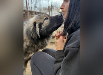 Naya - Süße Herdenschutzhündin sucht erfahrene Menschen
